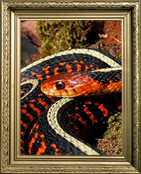 Serpent thamnophis sirtalis parietalis