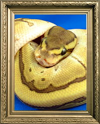 Serpent pythons regius butter pinstripe