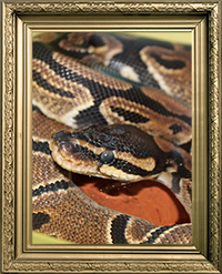 Serpent Python Regius Classique