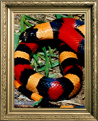 lampropeltis campbelli