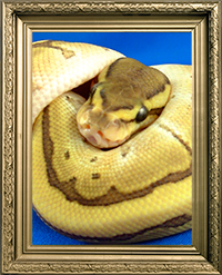 Serpent pythons regius butter pinstripe
