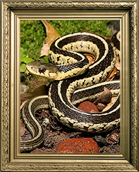 Serpent thamnophis sirtalis sirtalis
