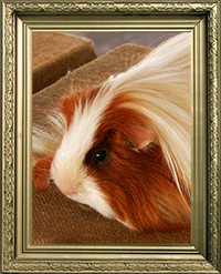 Cochons d'inde peruvien