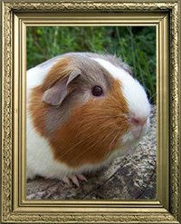 Cochons d'inde poil ras