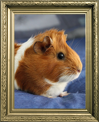 Cochons d'inde rosette