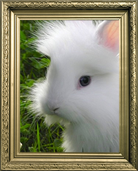 Lapins Nains Angora