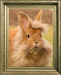 Lapins nains tete de lion