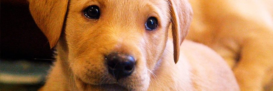 L'ACCUEIL D'UN NOUVEAU CHIOT