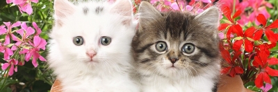 CONSEILS DE NO&Euml;L POUR MINOU