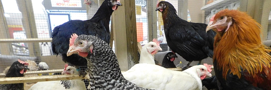 LES POULES SONT ARRIV&Eacute;ES !