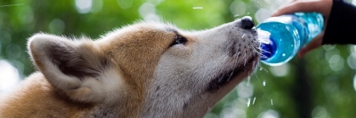 3 CONSEILS POUR &Eacute;VITER UN COUP DE CHALEUR