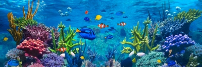 MISE EN ROUTE D'UN AQUARIUM AVEC FILTRE