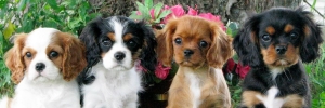 LE CAVALIER KING CHARLES : UN AMOUR DE CHIEN !