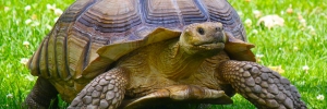 PUIS-JE RETROUVER LA TORTUE DE MON ENFANCE ?