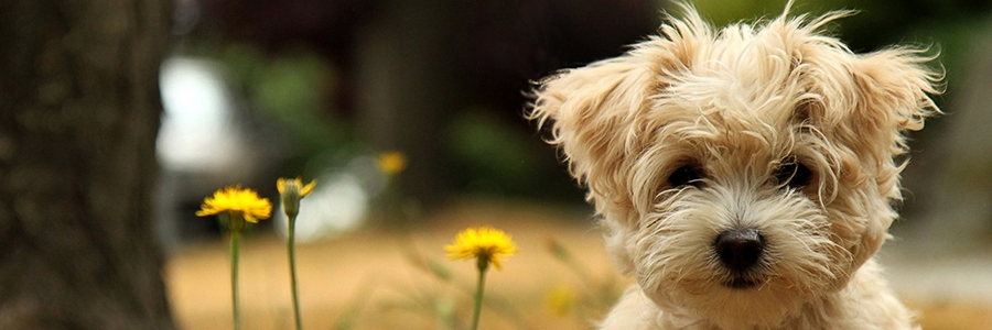 L'ACCUEIL D'UN CHIOT : LES PREMI&Egrave;RES D&Eacute;MARCHES