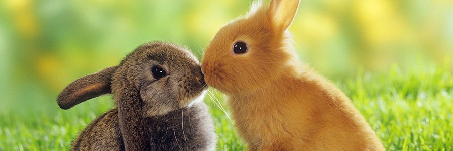 UN LAPIN PEUT-IL VIVRE DEHORS TOUTE L'ANN&Eacute;E ?