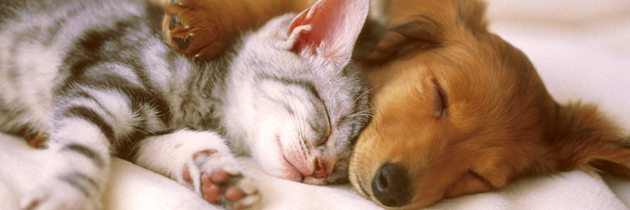 LES GLUCIDES : MAUVAIS POUR NOS COMPAGNONS ?