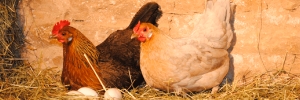 ET SI J'ADOPTAIS UNE POULE ?