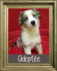 BERGER AUSTRALIEN FEMELLE LOF 