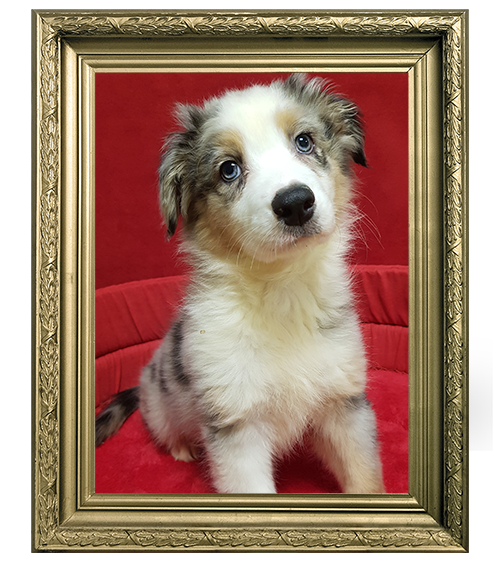 BERGER AUSTRALIEN FEMELLE LOF