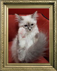 SACRÉ DE BIRMANIE MÂLE BLUE POINT LOOF 