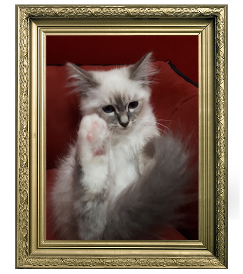 SACRÉ DE BIRMANIE MÂLE BLUE POINT LOOF