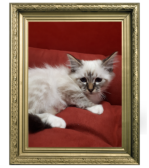 SACRÉ DE BIRMANIE MÂLE BLUE POINT LOOF