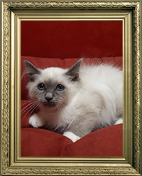 SACRÉ DE BIRMANIE MÂLE BLUE POINT LOOF