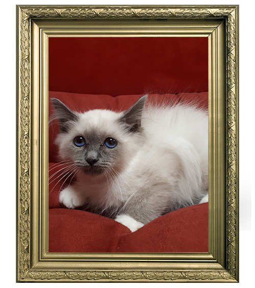 SACRÉ DE BIRMANIE MÂLE BLUE POINT LOOF