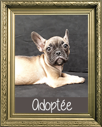 BOULEDOGUE FRANCAIS FEMELLE FAUVE 