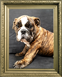 BULLDOG ANGLAIS MÂLE