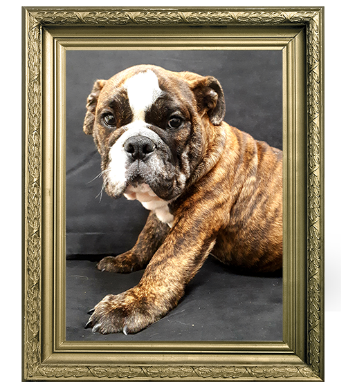 BULLDOG ANGLAIS MÂLE