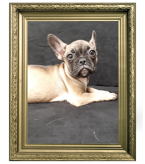 BOULEDOGUE FRANCAIS FEMELLE FAUVE