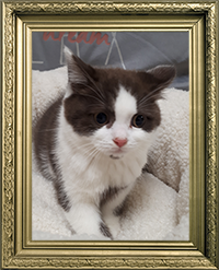 BRITISH SHORTHAIR FEMELLE CHOCOLAT ET BLANCHE LOOF