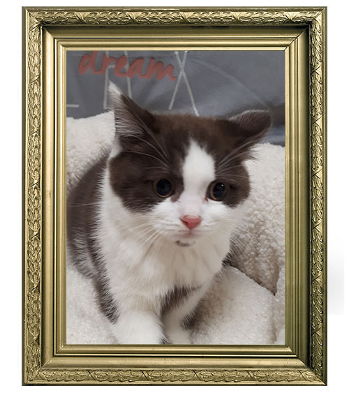 BRITISH SHORTHAIR FEMELLE CHOCOLAT ET BLANCHE LOOF