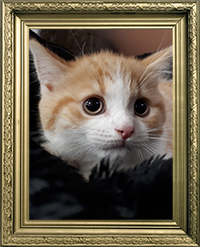 BRITISH SHORTHAIR MÂLE ROUX ET BLANC LOOF 