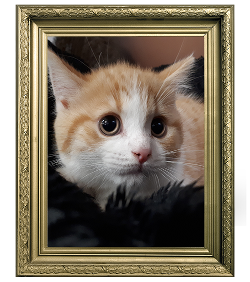 BRITISH SHORTHAIR MÂLE ROUX ET BLANC LOOF