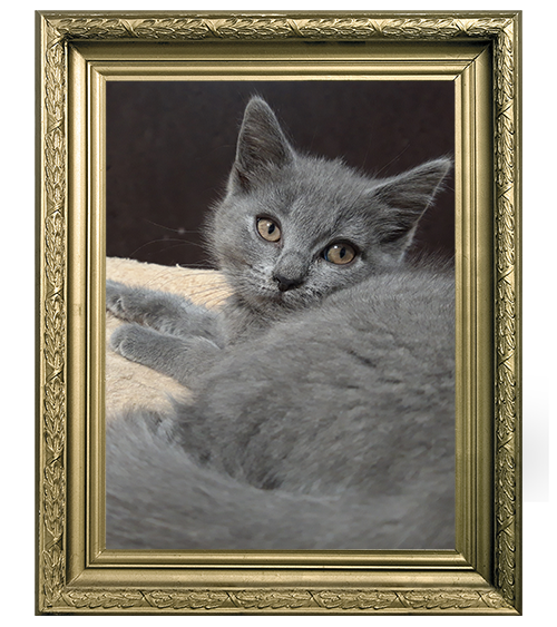 CHARTREUX MÂLE LOOF