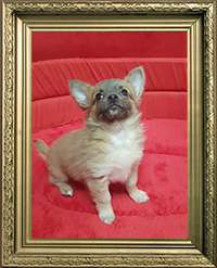 CHIHUAHUA MÂLE POILS LONGS  