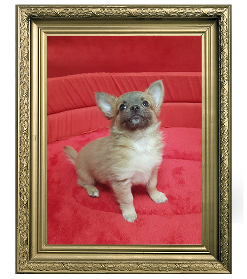 CHIHUAHUA MÂLE POILS LONGS