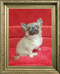 CHIHUAHUA FEMELLE POILS LONGS