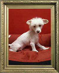 CHIEN CHINOIS NU A CRETE MÂLE LOF