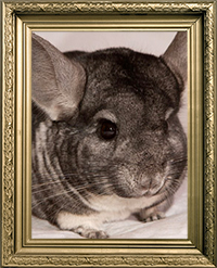 CHINCHILLAS