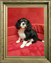 CAVALIER  KING CHARLES MÂLE 
