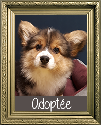 WELSH CORGI FEMELLE LOF