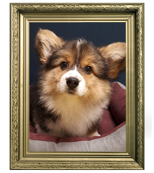 WELSH CORGI FEMELLE LOF