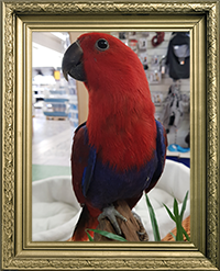 ECLECTUS RORATUS FEMELLE