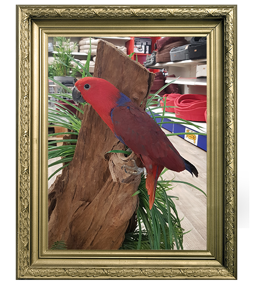 ECLECTUS RORATUS FEMELLE