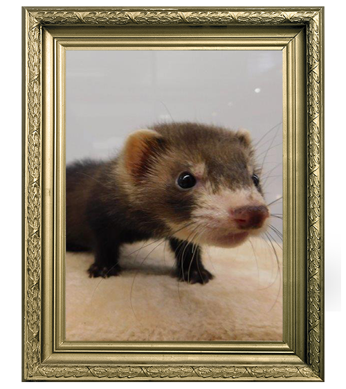 FURET FEMELLE