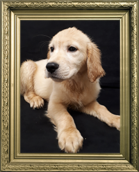 GOLDEN RETRIEVER FEMELLE LOF 